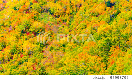 立山黒部アルペンルートの紅葉 立山黒部アルペンルートの紅葉 92998795