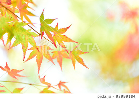 季節の変わり目 秋色に輝く紅葉狩り/ 92999184