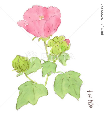 夏の花：ピンクの芙蓉の水彩画イラスト 92999357