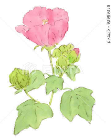 夏の花：ピンクの芙蓉の水彩画イラスト 92999358