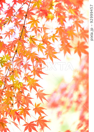季節の変わり目 秋色に輝く紅葉狩り/ 92999457