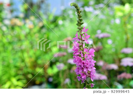 お盆に添える花 ミソハギ(禊萩) お盆に添える花 ミソハギ(禊萩) 92999645