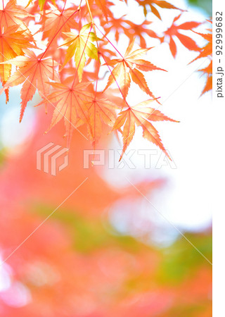 季節の変わり目 秋色に輝く紅葉狩り/ 季節の変わり目 秋色に輝く紅葉狩り/ 92999682