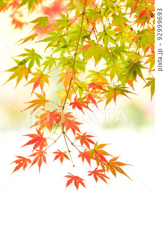 季節の変わり目 秋色に輝く紅葉狩り/ 92999693