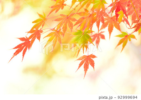 季節の変わり目 秋色に輝く紅葉狩り/ 92999694