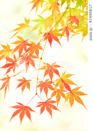 季節の変わり目 秋色に輝く紅葉狩り/ 季節の変わり目 秋色に輝く紅葉狩り/ 92999817