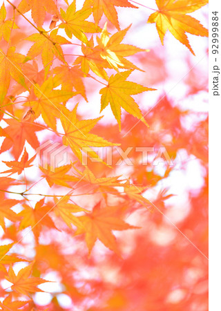 季節の変わり目 秋色に輝く紅葉狩り/ 92999884