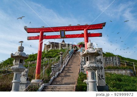 蕪島のウミネコ繁殖地 92999972