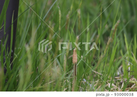毛虫のついた土筆 毛虫のついた土筆 93000038