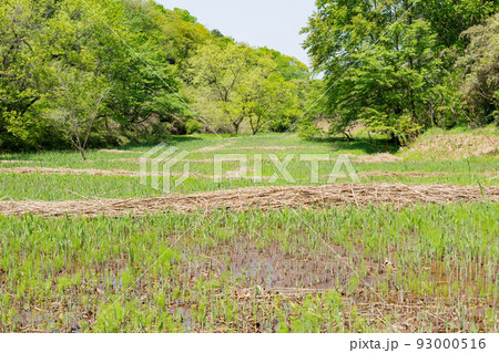 【日本】初夏の山間の湿地帯一面に生える緑色の雑草 【日本】初夏の山間の湿地帯一面に生える緑色の雑草 93000516