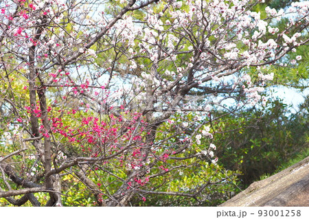 紅白の梅の花　 93001258