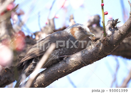 虫をとらえたヒヨドリ　　　　 93001399