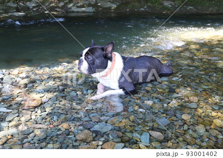 川遊びの人気スポットときがわ町の都幾川の浅瀬で気持ち良さそうに伏せてる可愛いボストンテリアのマイティ 川遊びの人気スポットときがわ町の都幾川の浅瀬で気持ち良さそうに伏せてる可愛いボストンテリアのマイティ 93001402