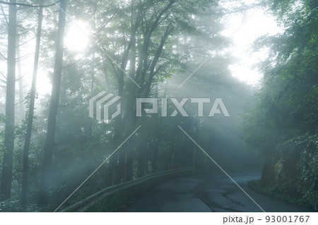 朝霧の中の木々 93001767