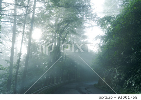 朝霧の中の木々 93001768