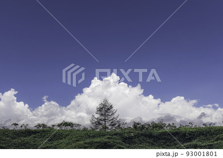 高原の木々と入道雲と青空 高原の木々と入道雲と青空 93001801