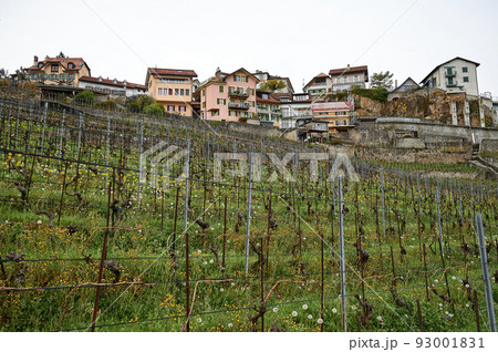 Vineyard terrace, Lavaux, Switzerland Vineyard terrace, Lavaux, Switzerland 93001831