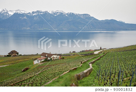 Vineyard terrace, Lavaux, Switzerland Vineyard terrace, Lavaux, Switzerland 93001832