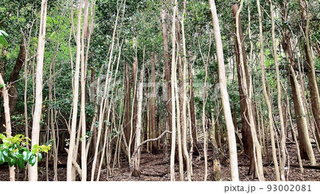 浅茅湾海岸近くの鬱蒼と生い茂る林 93002081