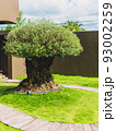 Cactus in the garden cafe. 93002259