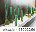 Cactus in the garden cafe. 93002260