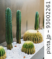 Cactus in the garden cafe. 93002261