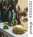 Cactus in the garden cafe. 93002262
