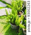 Cactus in the garden cafe. 93002263