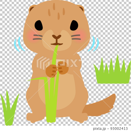 草を食べるプレーリードッグ 93002413