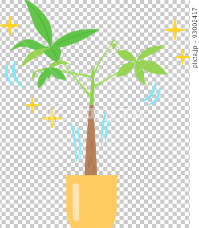 健康的觀葉植物 93002417