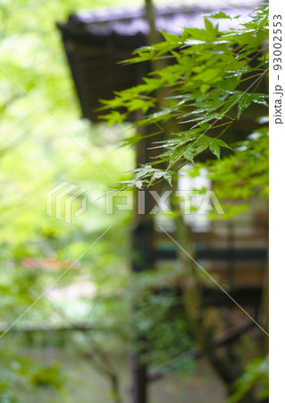 新緑と茶店の縁台 93002553