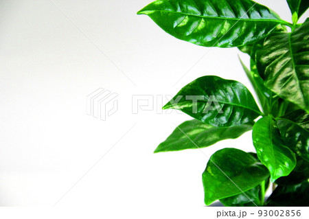 観葉植物、コーヒーの木 93002856