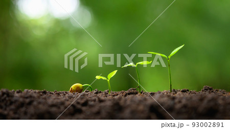 young tree growing in garden with sunrise. eco concept earth day 93002891