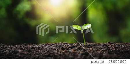 young tree growing in garden with sunrise. eco concept earth day 93002892