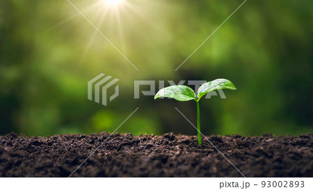 young tree growing in garden with sunrise. eco concept earth day 93002893