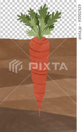 Illustration of a carrot field (with texture) 93002929