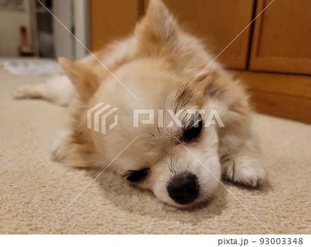 自宅でお昼寝中のチワワ 93003348