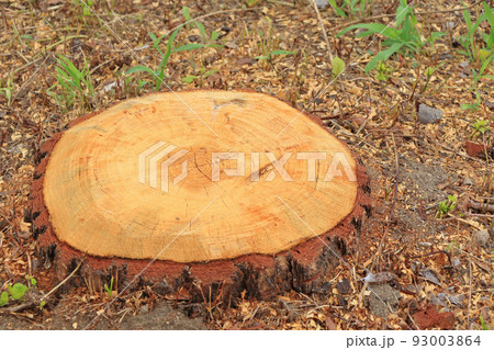 きれいな切り株 93003864
