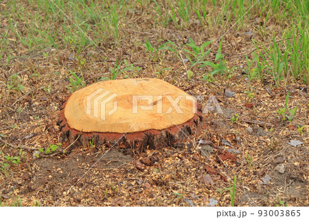 きれいな切り株 93003865