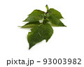 Potato leaf 93003982