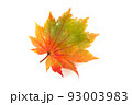 Autumn maple leaf 93003983