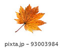 Autumn maple leaf 93003984