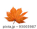 Autumn maple leaf 93003987