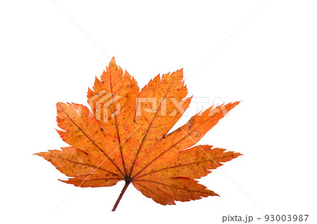 Autumn maple leaf 93003987