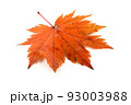 Autumn maple leaf 93003988