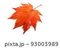 Autumn maple leaf 93003989