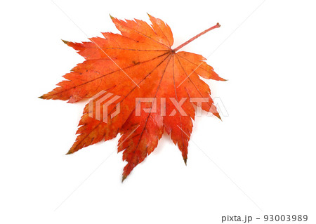 Autumn maple leaf 93003989