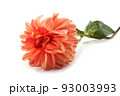 Dahlia flower 93003993