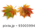 Multicolor autumn maple leaves 93003994