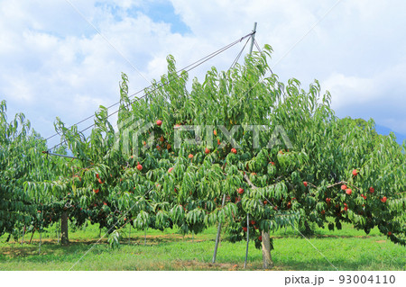 たわわに実った収穫前の桃 93004110